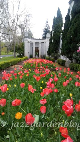 Pink Tulips