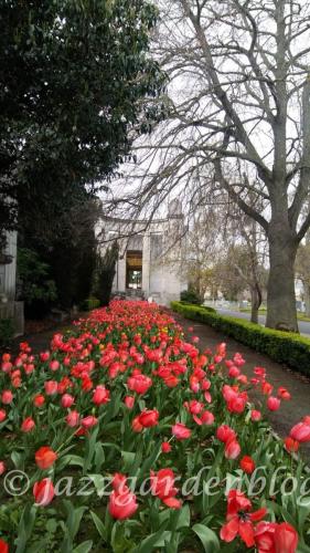 Outdoor Tulips