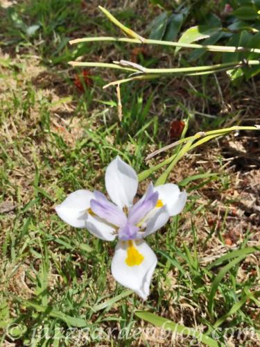 Siberian Iris