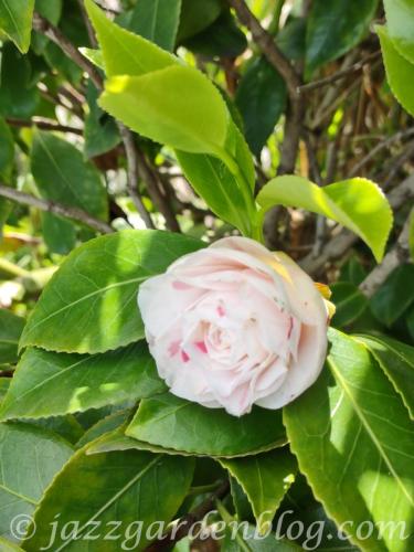 Pink Camelia