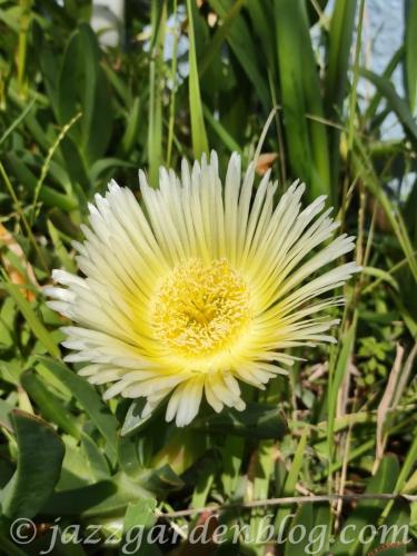 Yellow Ice flower