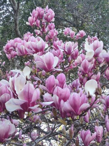 Pink Magnolia