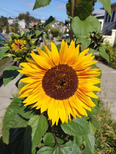 Yellow Sunflower