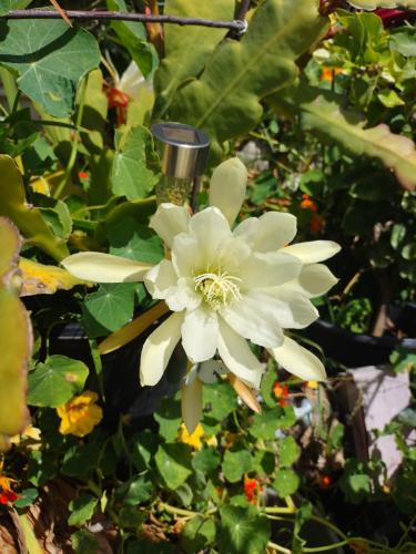 Yellow Cactus Orchid