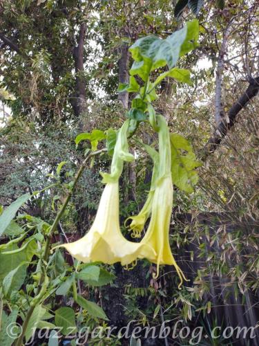 Yellow Angel trumpet