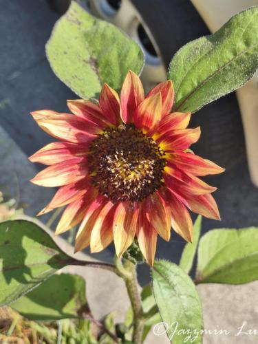 Bicolor.Sunflower#1