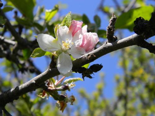 Apple Blossom