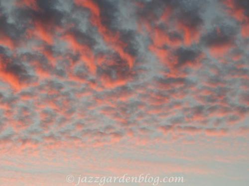 Pink clouds