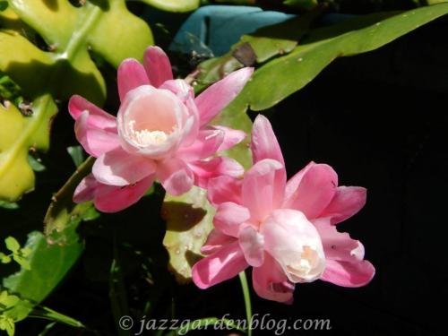 Pink Cactus flower