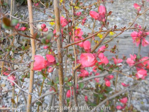 Pink Quince