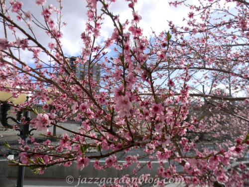 Pink cherry blossom