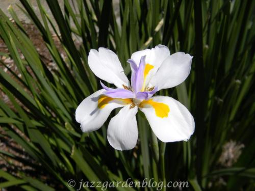 siberian iris