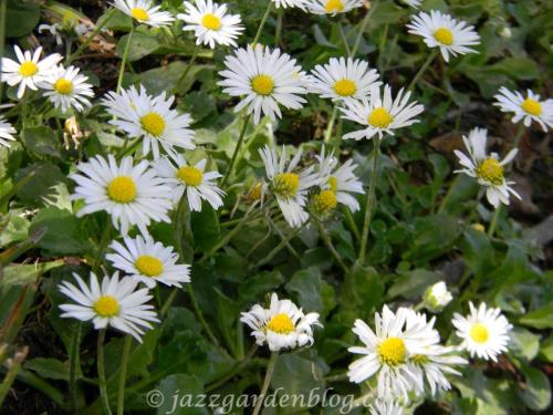 white daisies