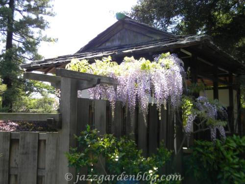 Purple wisteria