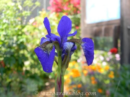 purple bearded iris