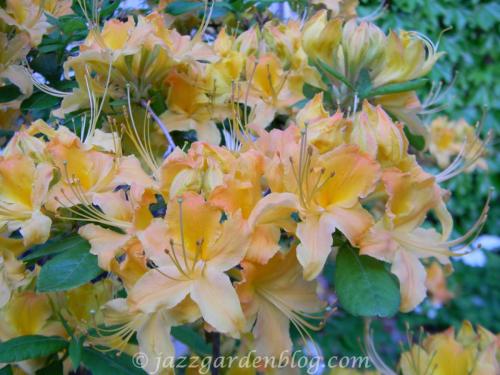 yellow daylillies