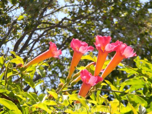 honeysuckle