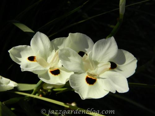 pale yellow iris