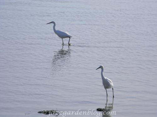 Great Egrets