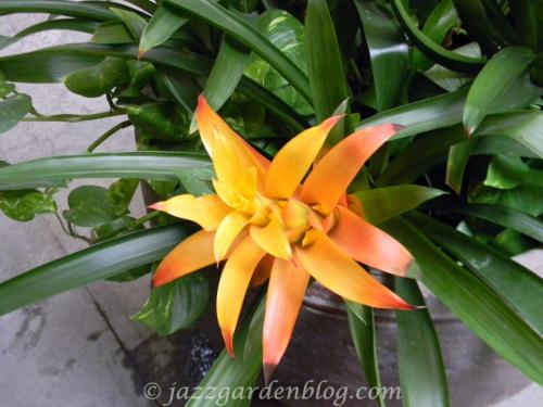 Yellow/Orange Bromeliad