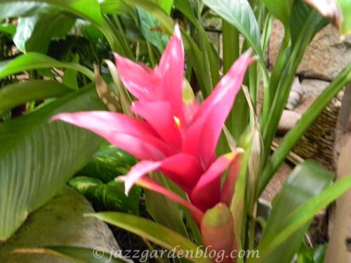 Pink Bromeliad