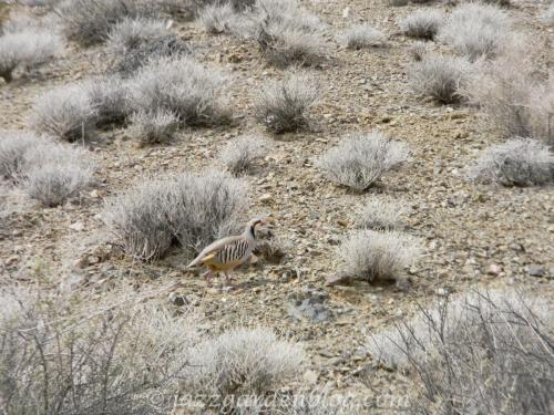 Desert plants