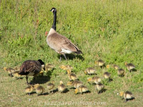 Geese and goslings