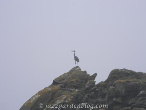 Lonely Blue Heron