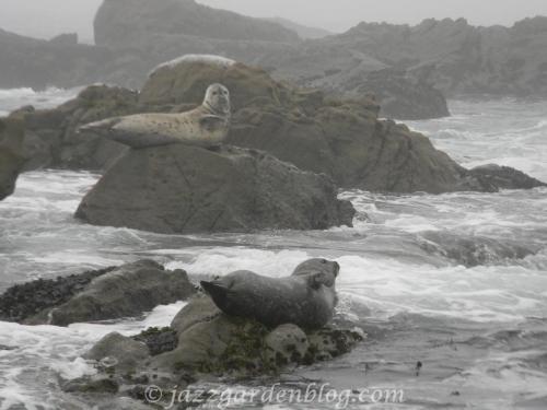 Harbor seals