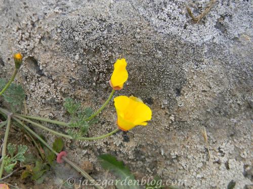 Pale Yellow Poppy