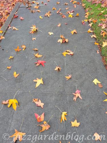 Fallen Leaves