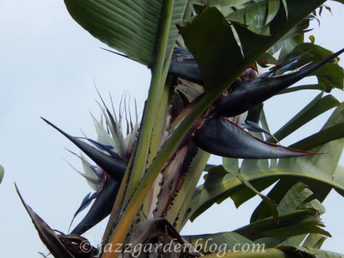 Giant Bird Of Paradise