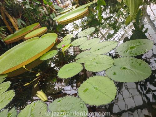 GiantLilyPads