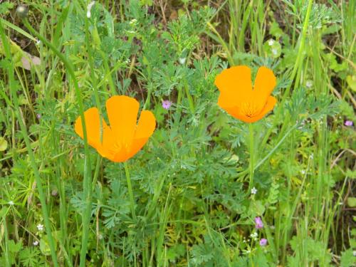 Golden Poppies