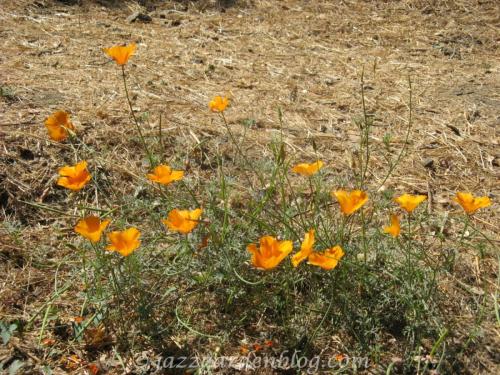 Golden poppy