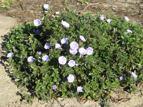 Lavender morning glory