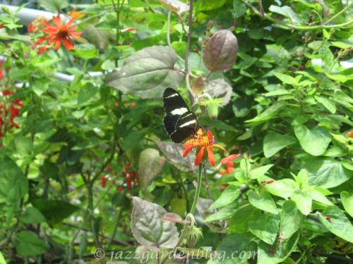 Milkweed