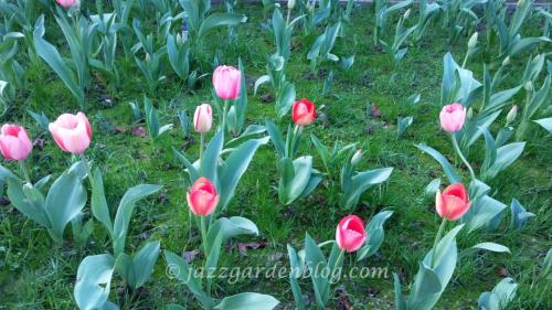 Pink Tulips