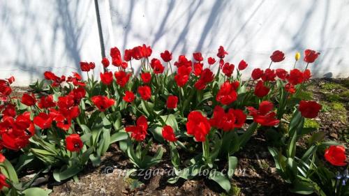 Red Tulips