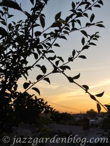 Rooftop Sunset