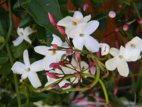 Star Jasmine vine