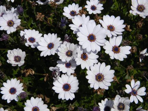 White Shasta Daisy