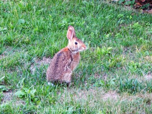 Wild Rabbit