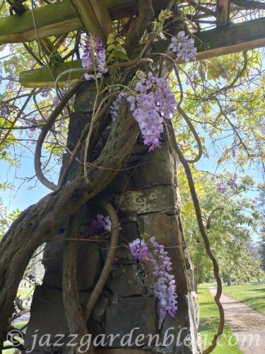 Wisteria vine