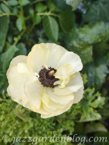 Yellow Ranunculus