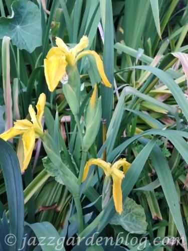 Yellow Iris