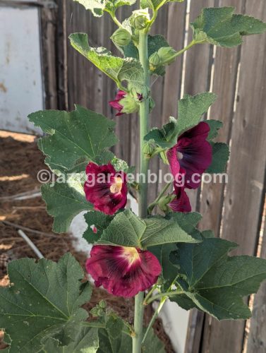Hollyhock