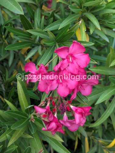 Oleander 