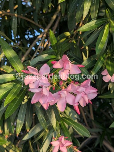 Oleander