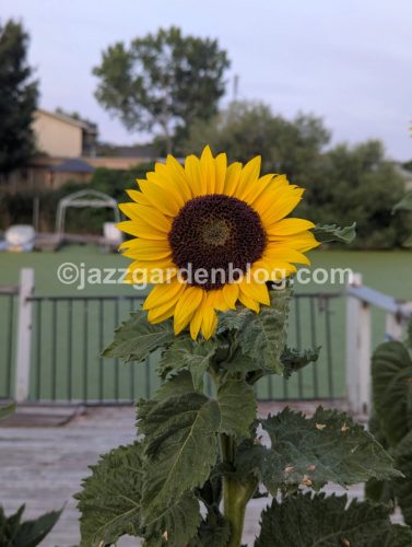 Sunflower 